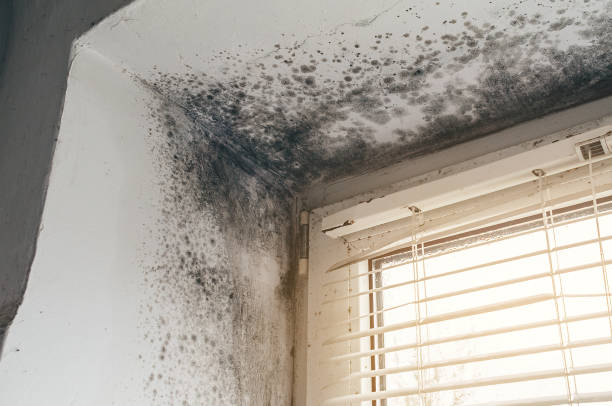 Affordable Mold Removal solutions in Juliustown, NJ